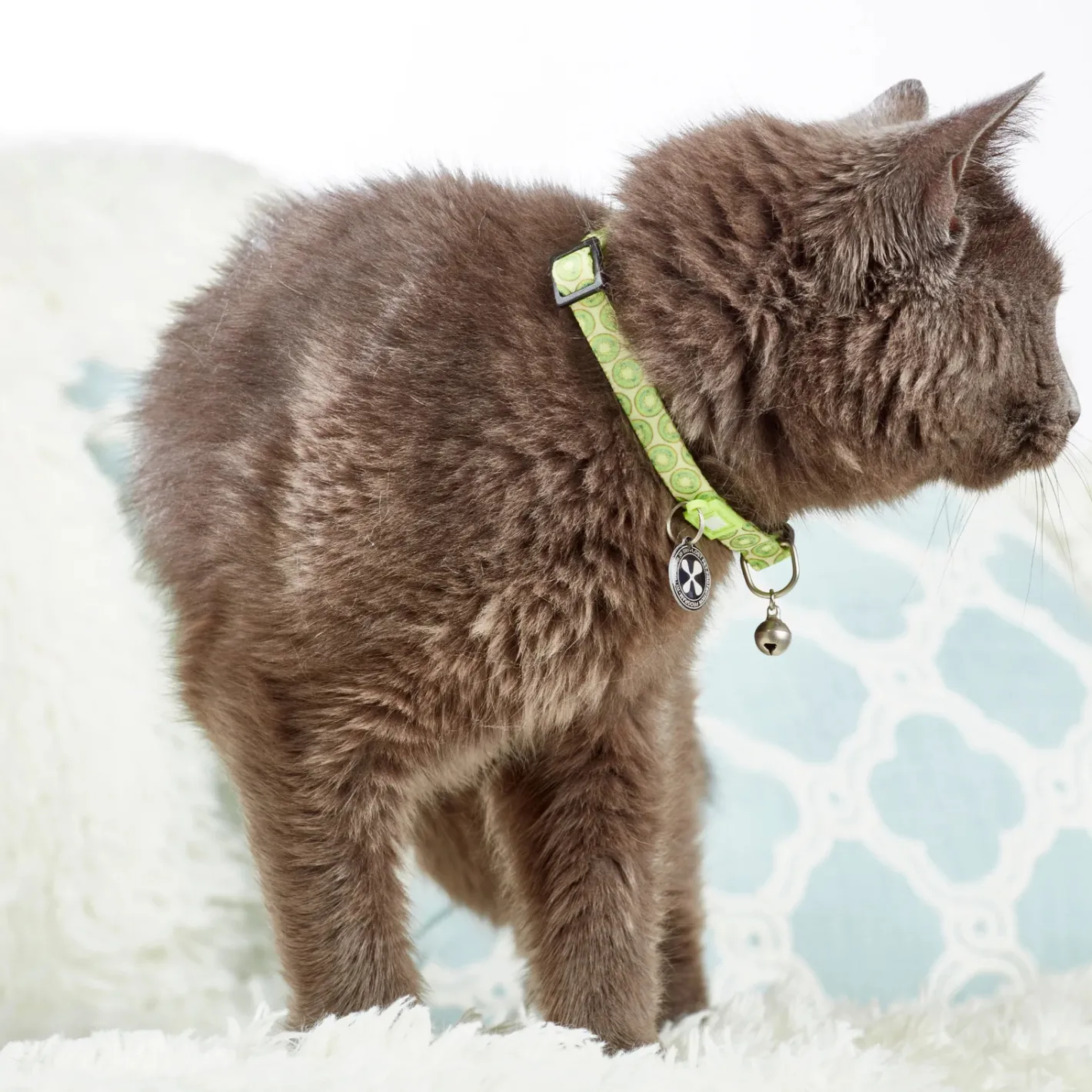Max & Molly Smart ID Cat Collar - Kiwi Fashion