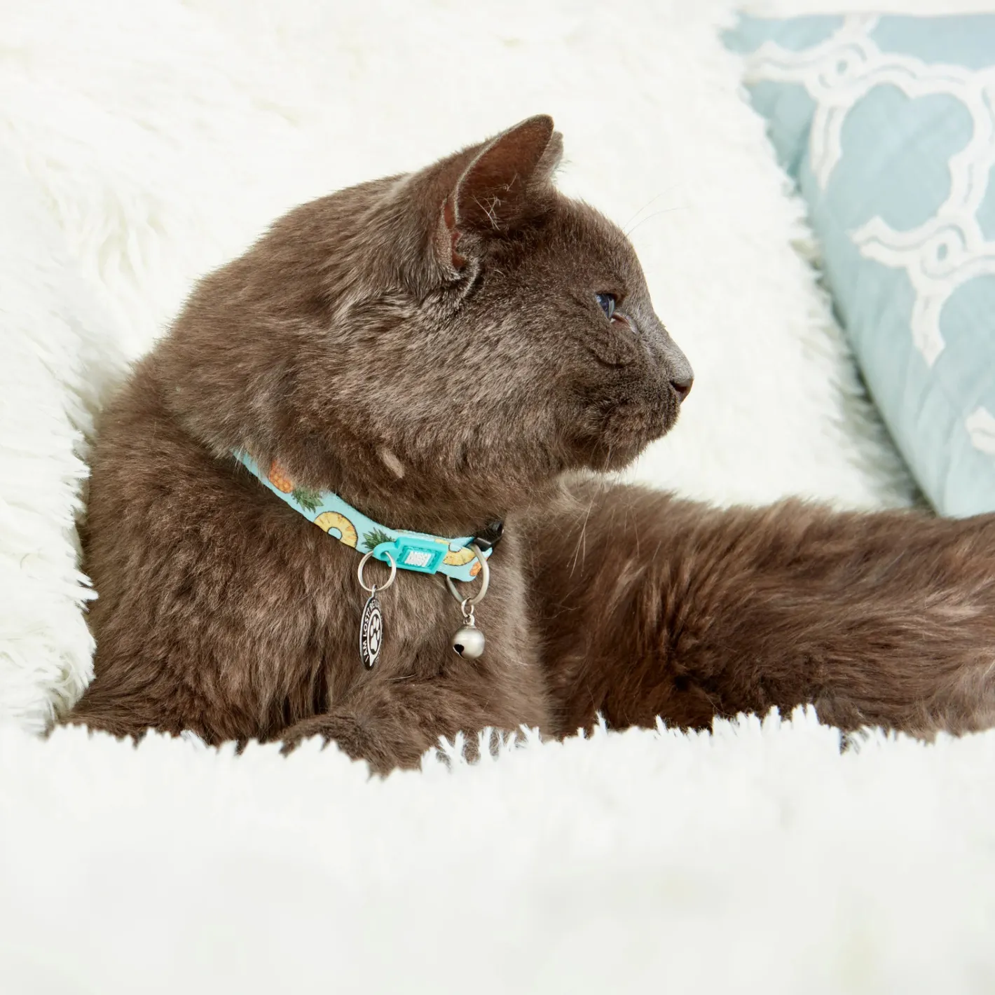 Max & Molly Smart ID Cat Collar - Sweet Pineapple New
