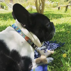Max & Molly Smart ID Dog Collar - Paradise Best