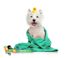Max & Molly Smart ID Dog Collar - Ducklings Sale