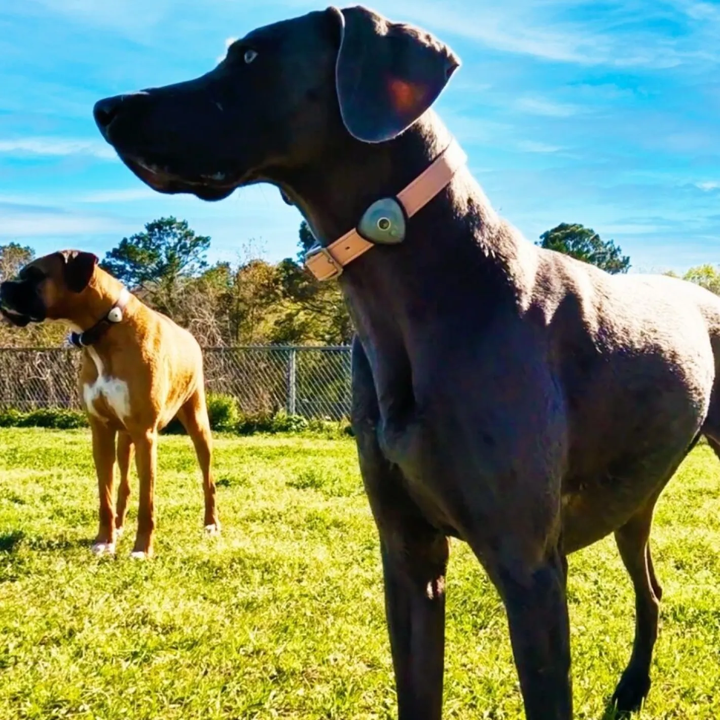 Max & Molly Soundshield Ultrasonic Protection for Ticks & Fleas - Black or Orange Fashion