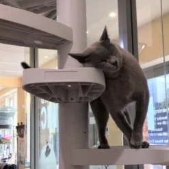 Monkee Tree - The Scalable Cat Climbing Ladder 18 Trunk Starter Pack Fashion