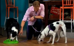 Northmate Green Interactive Slow Food Dog Bowl Sale