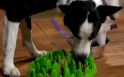 Northmate Green Interactive Slow Food Dog Bowl Sale