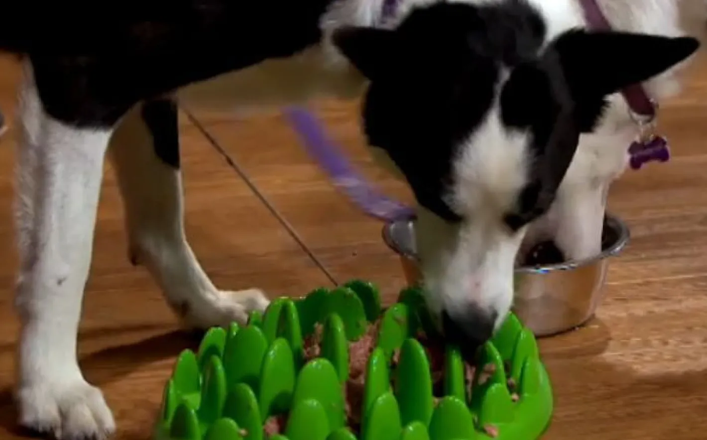 Northmate Green Mini Interactive Slow Food Dog Bowl New