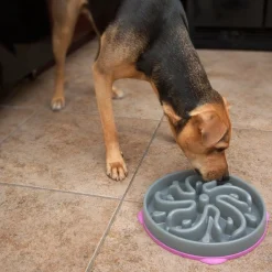 Outward Hound Fun Feeder Interactive Slow Bowl for Dogs - Purple Flower Outlet