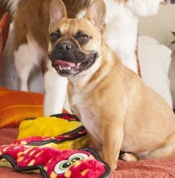 Outward Hound Tough Seamz 6-Squeaker Snake Dog Toy with No Stuffing Sale
