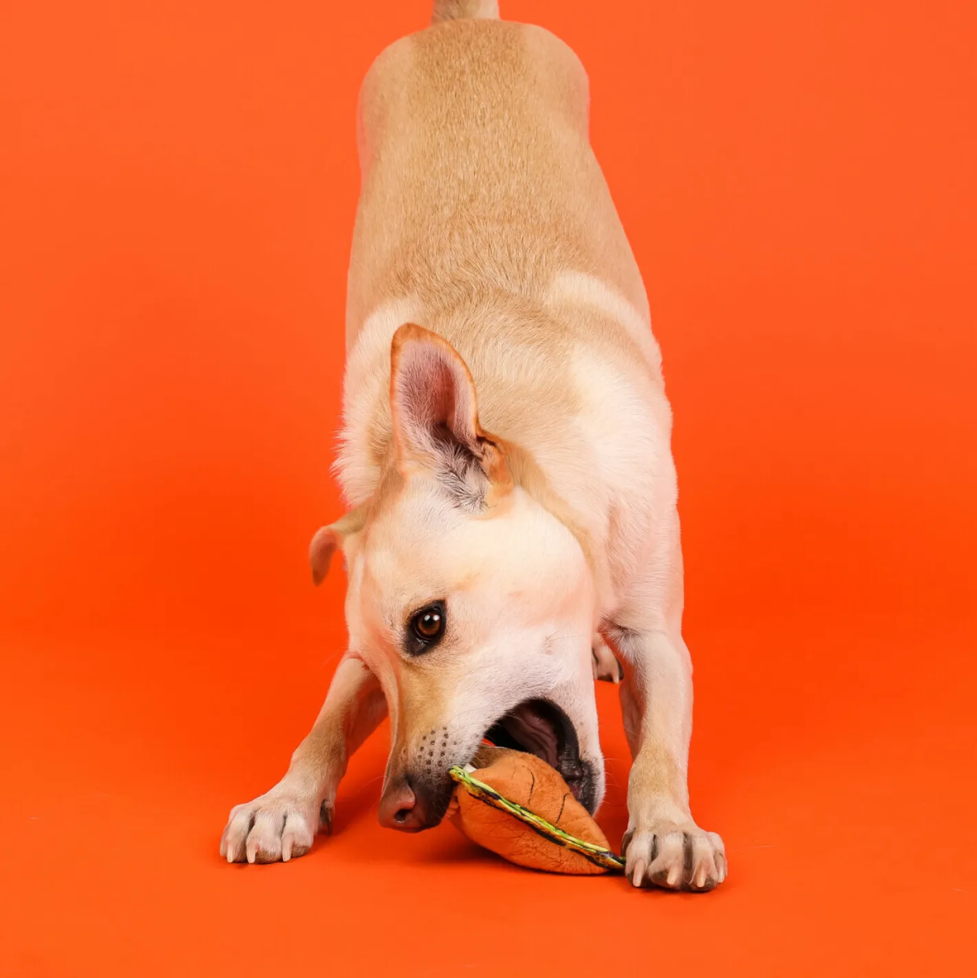 Outward Hound Xtreme Seamz Squeaker Dog Toy - Lion Online