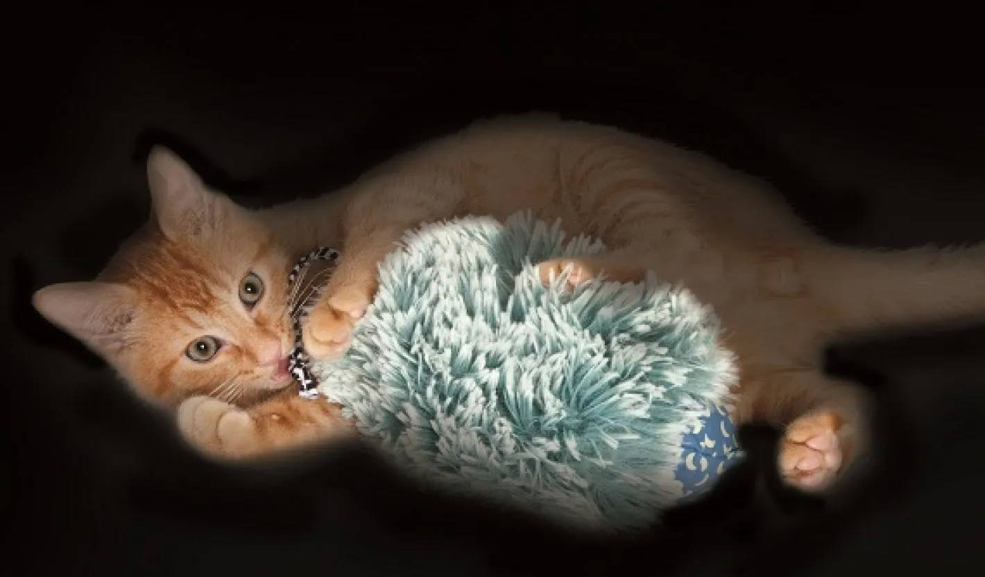Petstages Nighttime Plush Quiet Cuddle Cat Toy Best