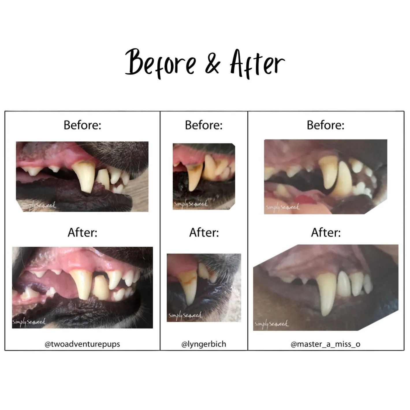 Simply Seaweed Natural Dental Health Care for Cats & Dogs 40g/200g Hot
