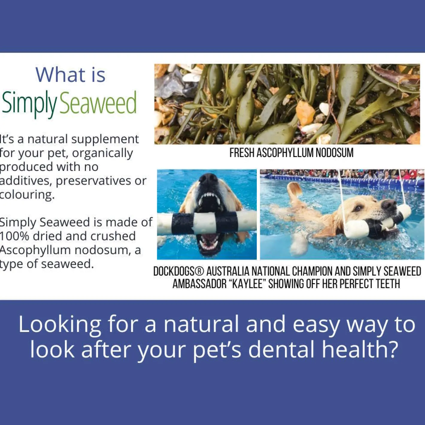 Simply Seaweed Natural Dental Health Care for Cats & Dogs 40g/200g Hot