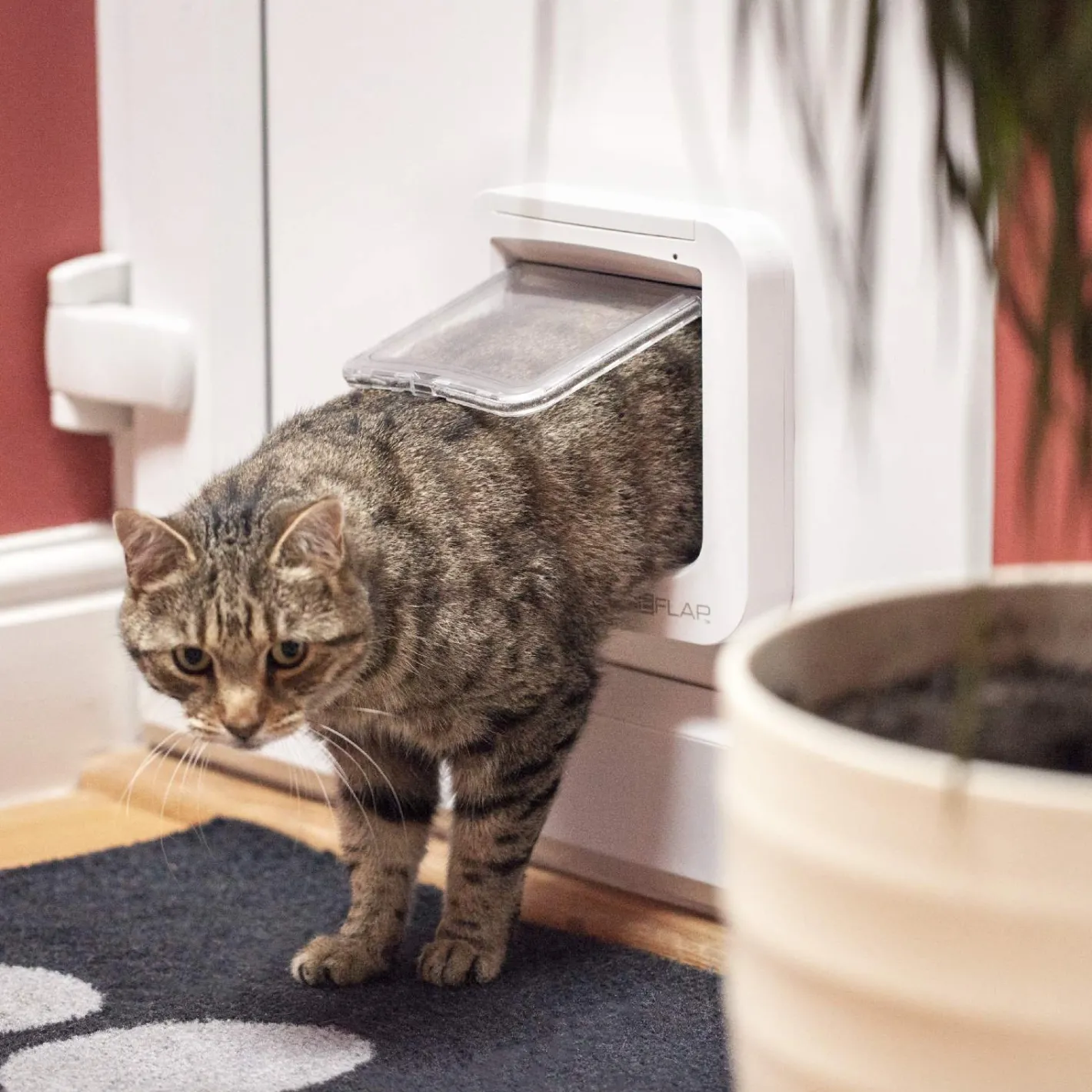 Sure Petcare SureFlap Automatic Microchip Cat Door for Cats and Small Dogs - SMALL DOOR Hot