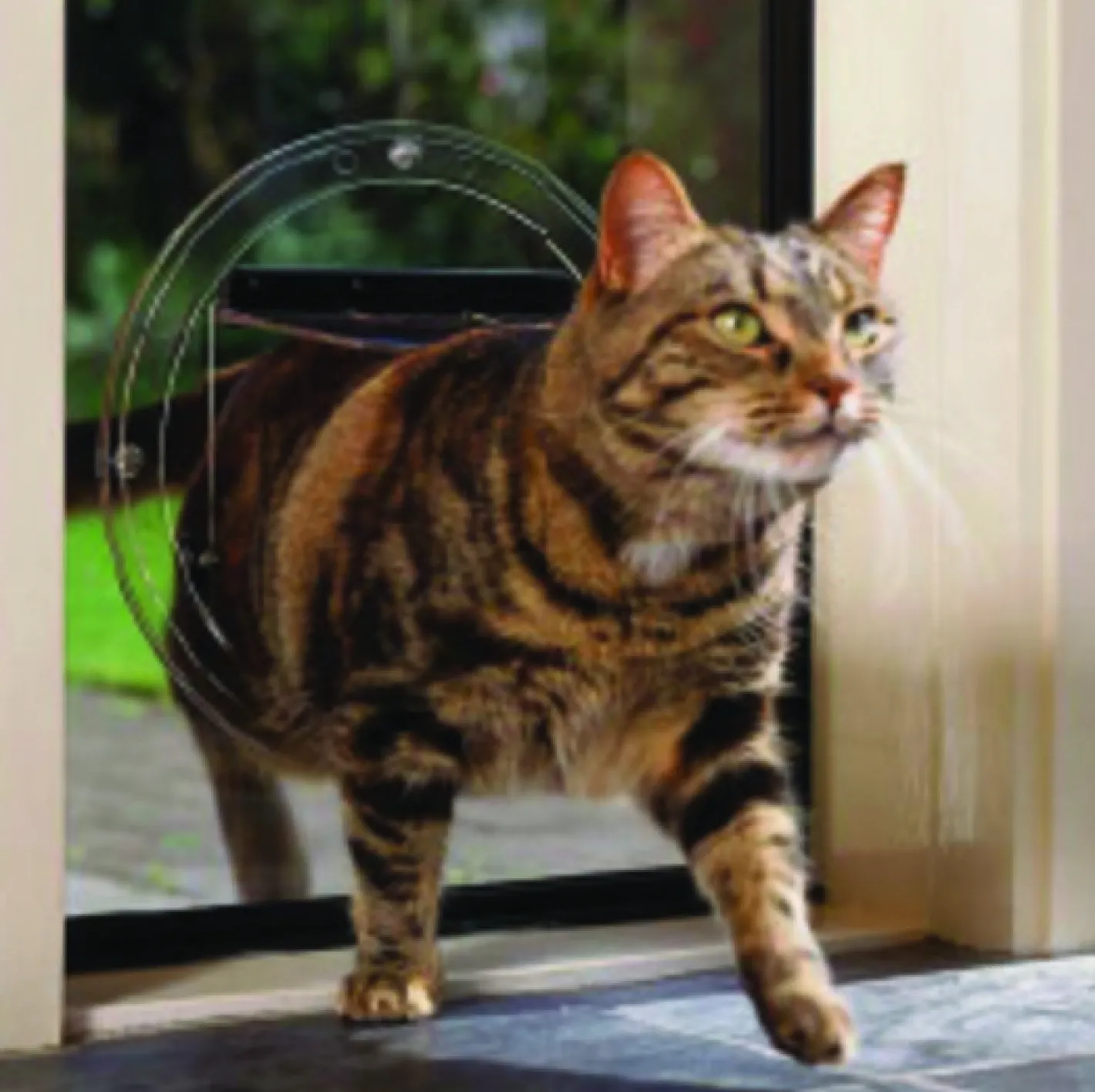 Transcat Clear Cat Door Small 4-Way Locking Door - 180mm Flap Width Online
