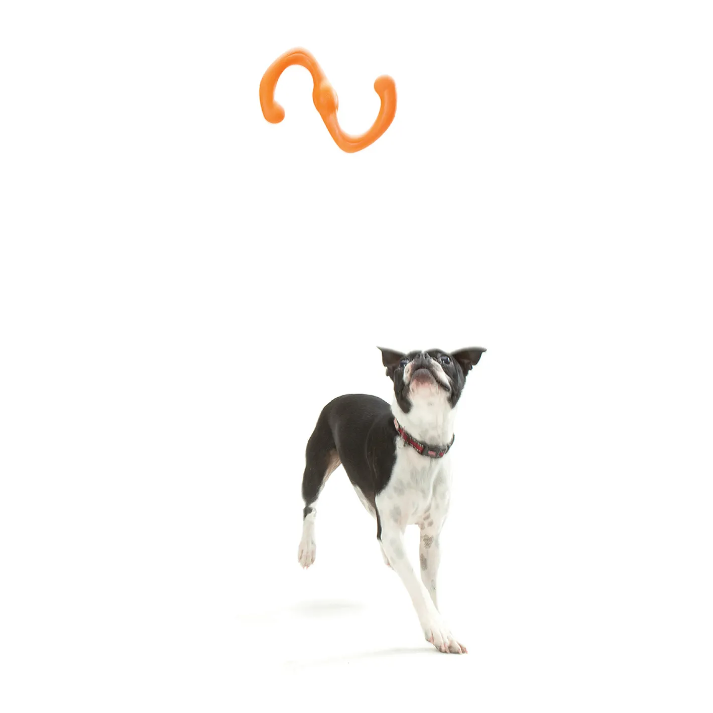 West Paw Bumi Tug & Fetch Zogoflex Dog Toy Clearance