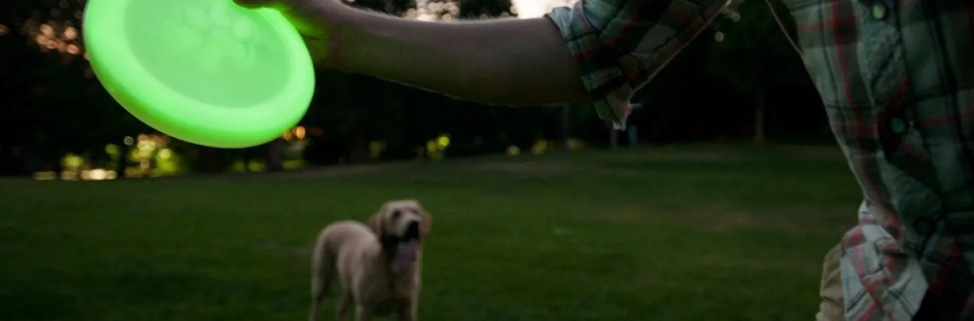 West Paw Glow-in-the-Dark Zisc Frisbee for Dogs Online