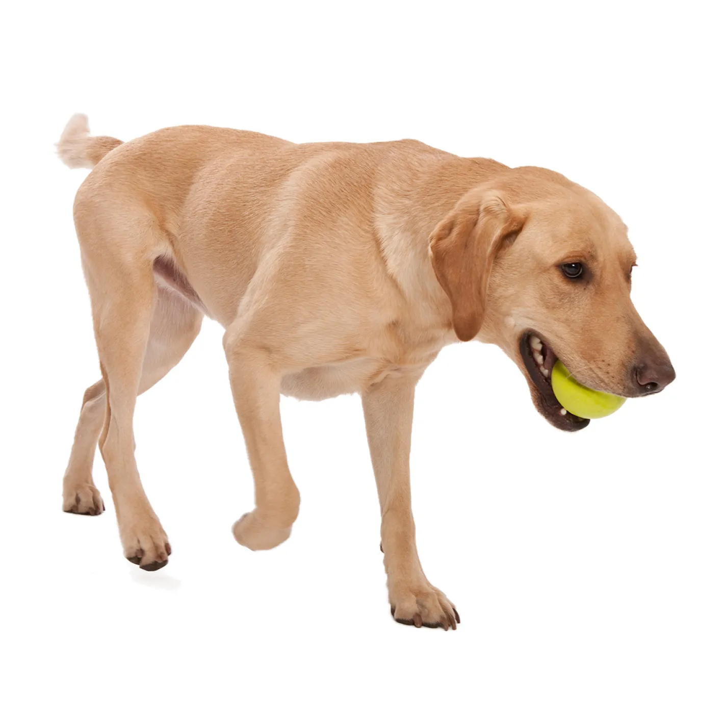 West Paw Jive Zogoflex Fetch Ball Tough Dog Toy Clearance