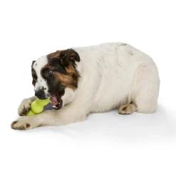 West Paw Rumpus Tough Fetch Stick Dog Toy New