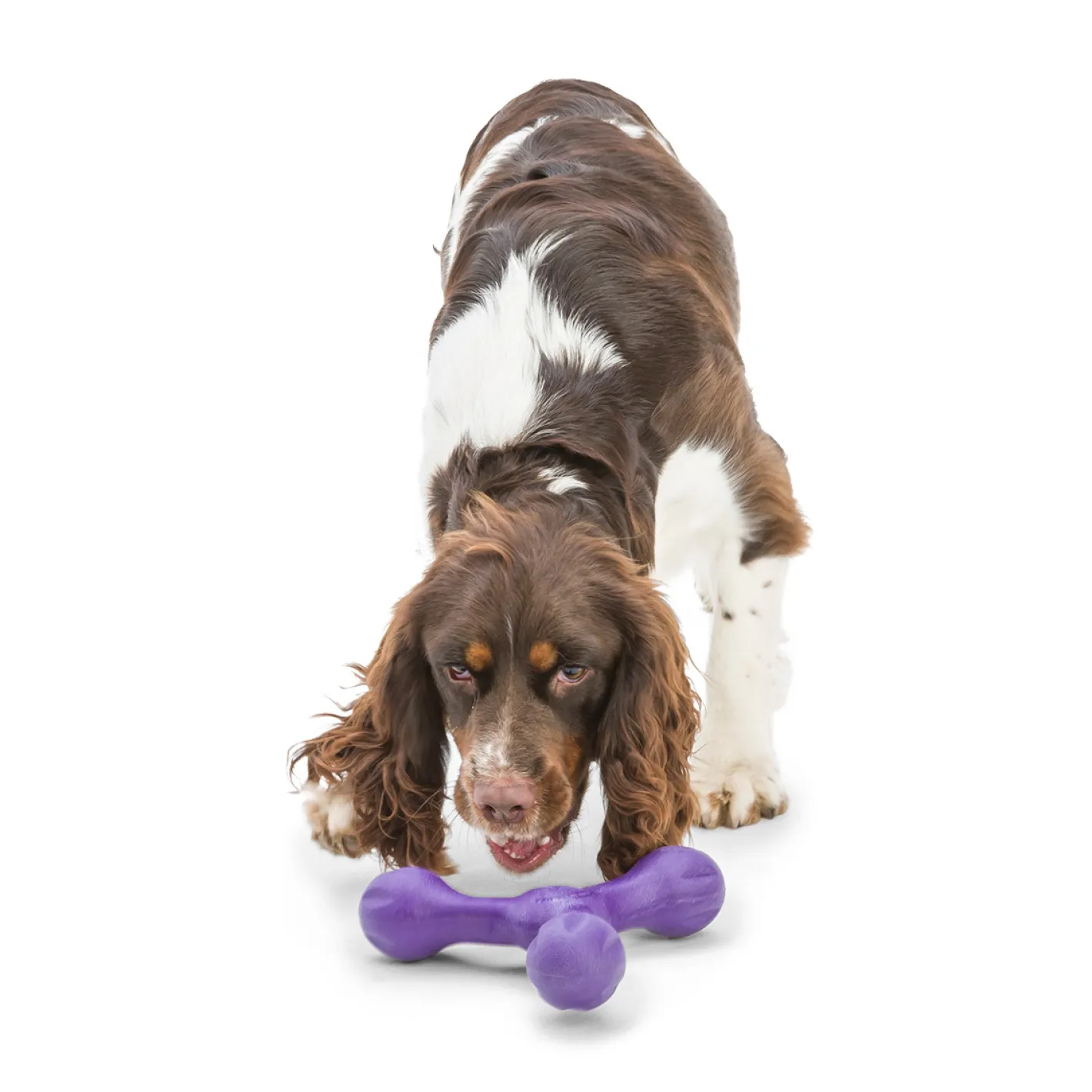 West Paw Skamp Flyer-Inspired Fetch Dog Toy in Bright Colours Online