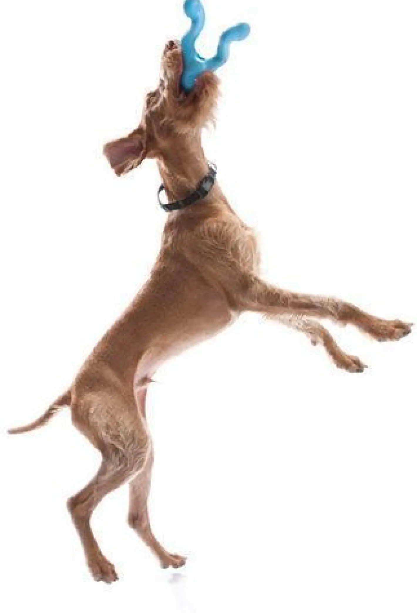 West Paw Tizzi Treat & Tug Toy for Tough Dogs Hot