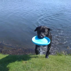 West Paw Zisc Flying Disc Fetch Dog Toy Fashion