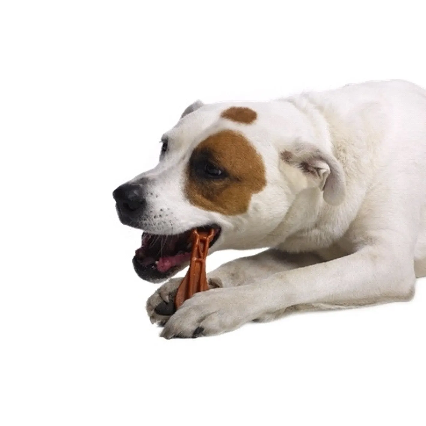 Whimzees Grain Free Veggie Dental Treats Toothbrush for Small Dogs Box of 150 Online