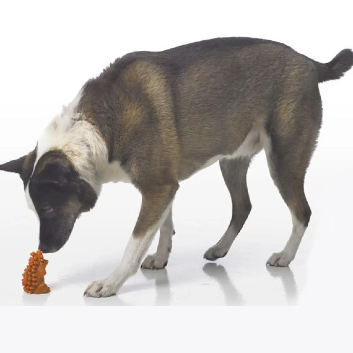 Whimzees Hedgehog Natural Veggie Chew for Dogs XL - box of 16 Best