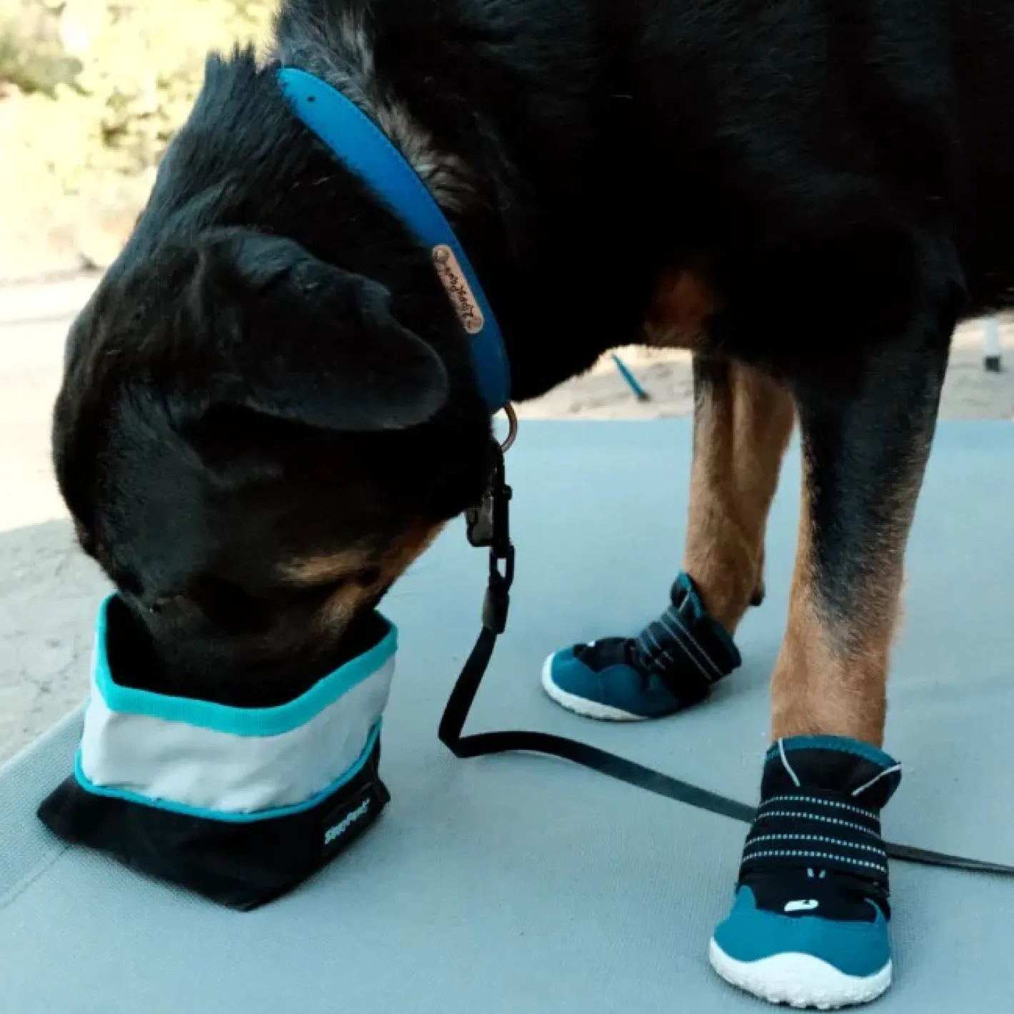 Zippy Paws Adventure Bowl On-the-Go Food & Water Bowl in Teal or Pink Trim Best