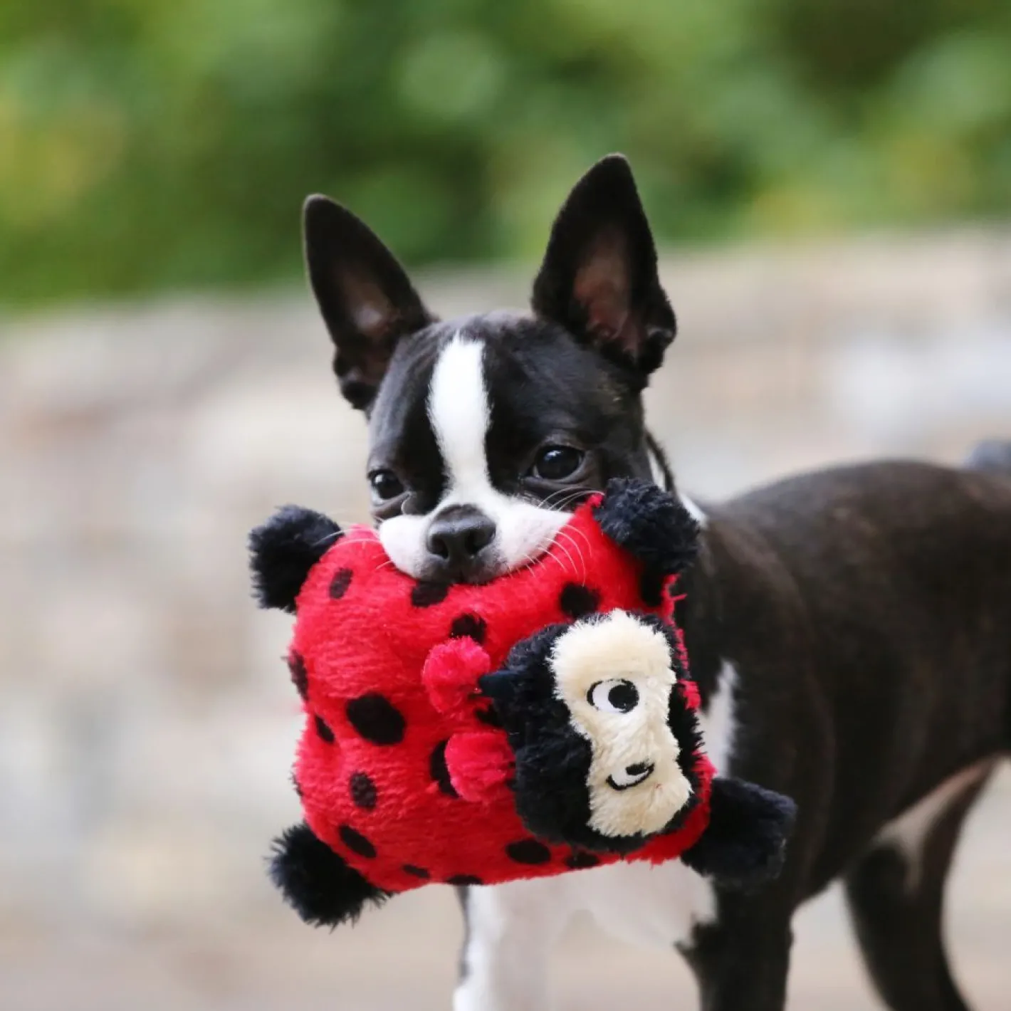 Zippy Paws Squeakie Crawler No Stuffing Speaker Dog Toy - Betsy the Ladybug Outlet